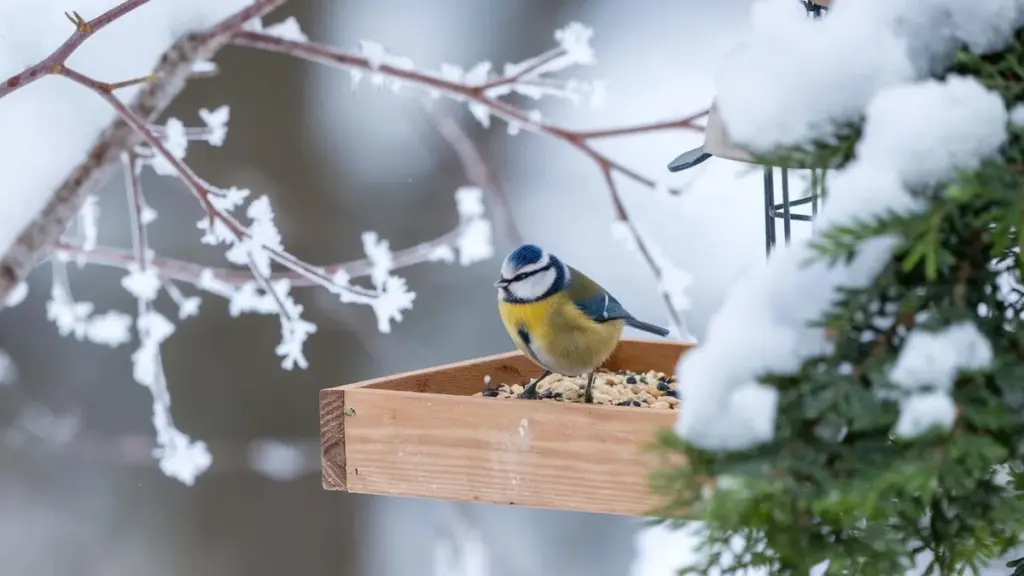 Hjælp mejserne rigtigt i vinter: giv dem aldrig disse frø!